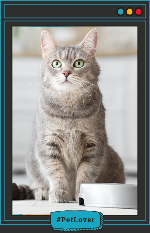 dieta natural del gato